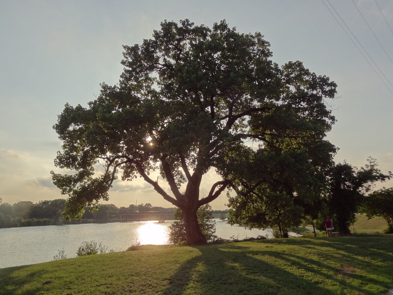 Large Tree by River — Green, Serene, Sunset
