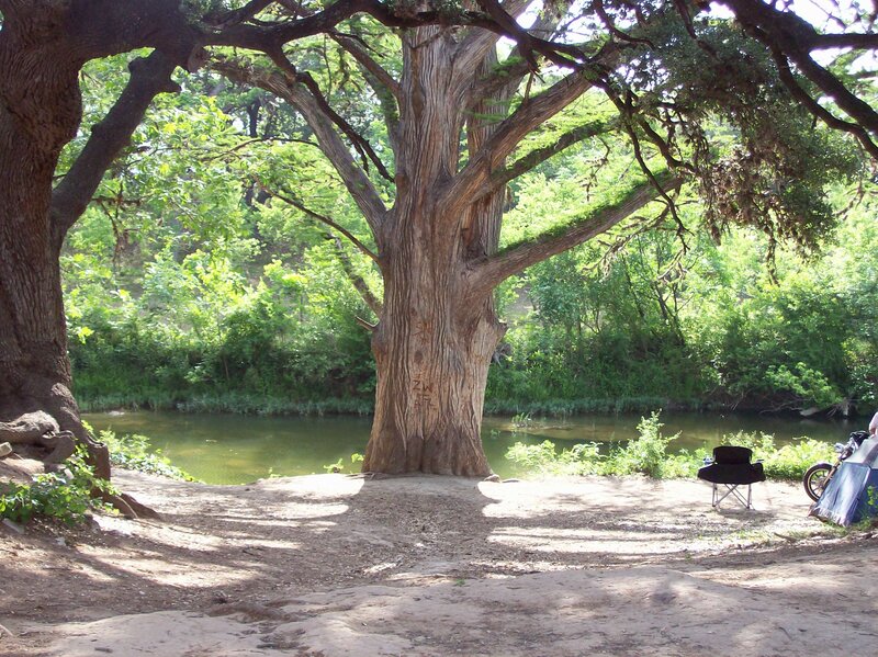 Large Tree by River — Green, Serene