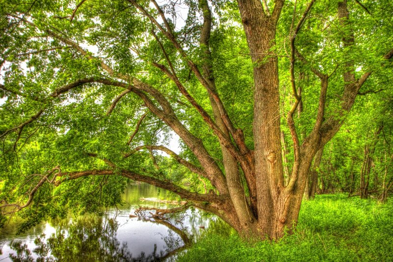 Large Tree by River — Green