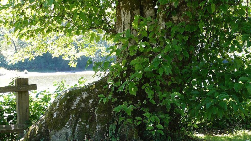 Large Tree by River