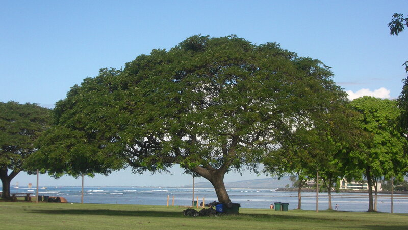 Large Tree by the Ocean