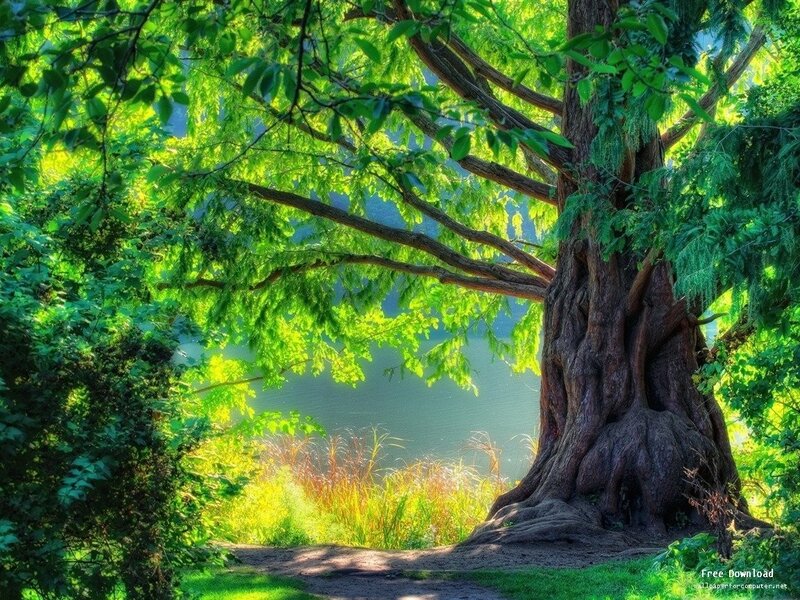 Large Tree by Water — Green, Serene