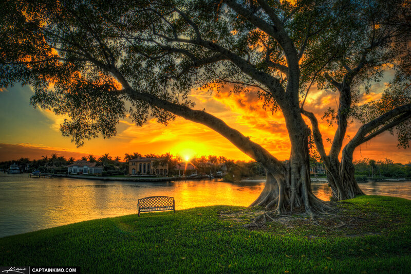 Large Tree by Water — Green