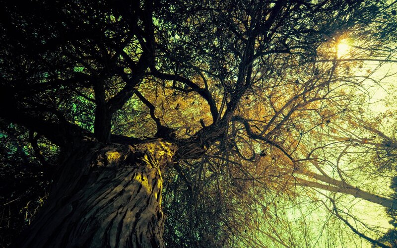 Large Tree Canopy — Green