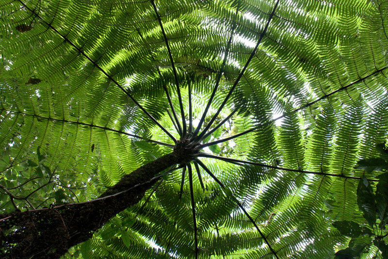 Large Tree Fern Canopy