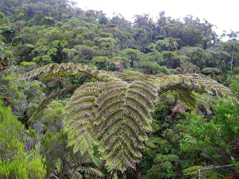 Large Tree Ferns in Forest