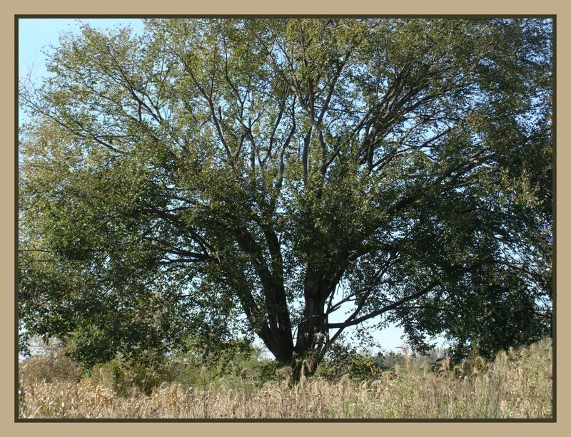 Large tree in a field