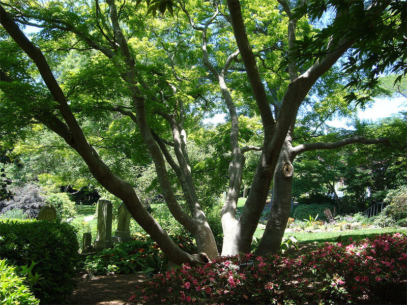Large tree in a garden