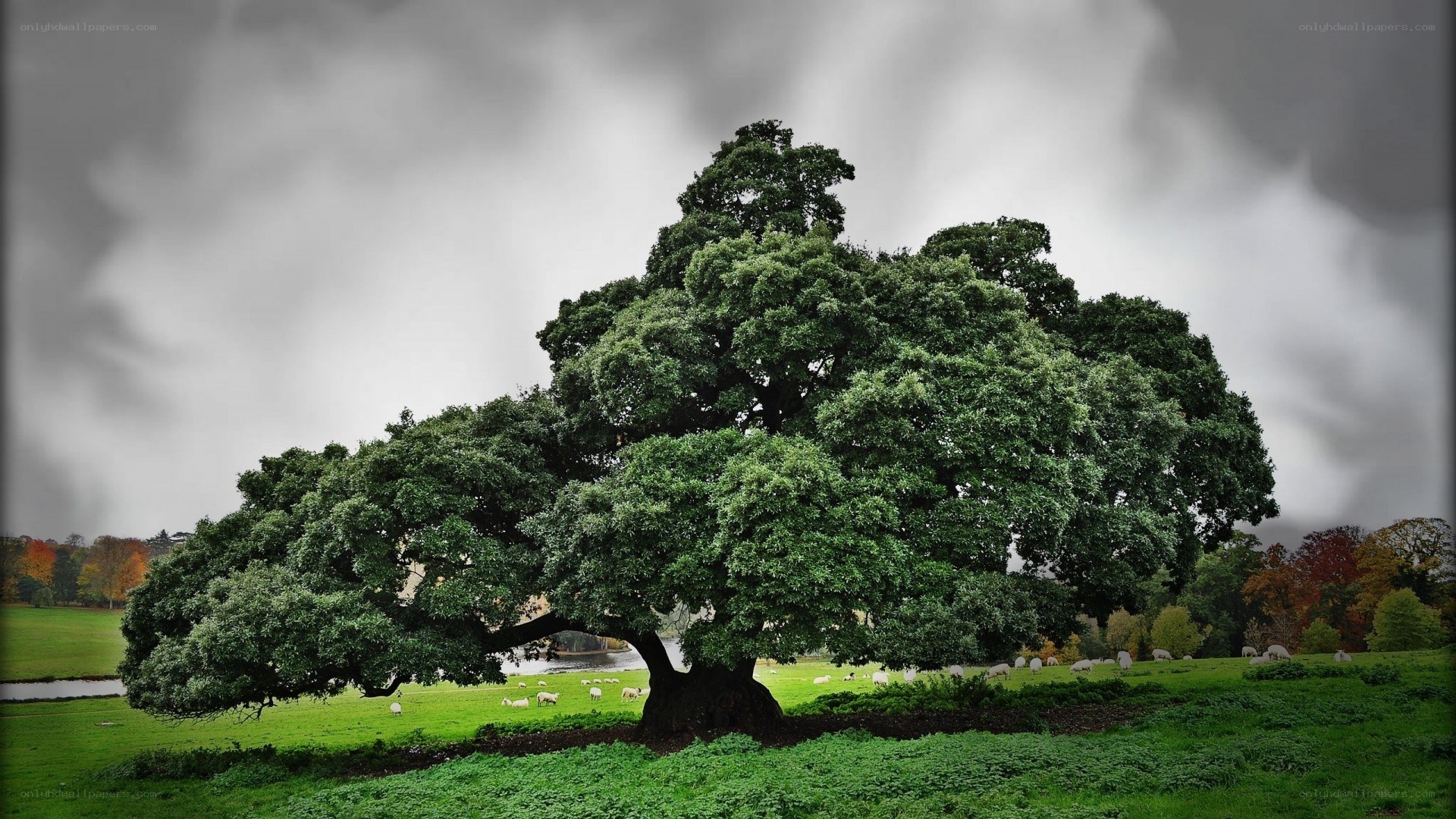Large tree in a green field