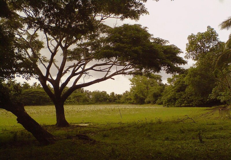 Large tree in a green field