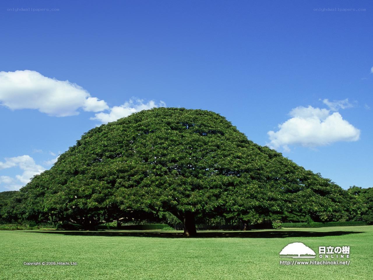 Large tree in a green field
