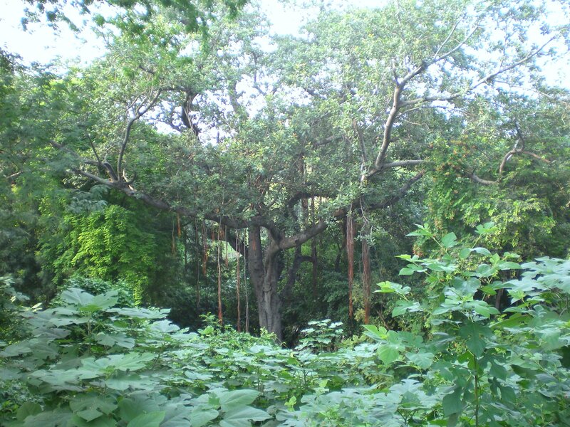 Large tree in a lush forest