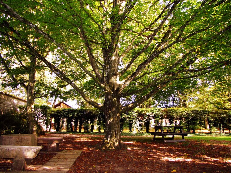 Large tree in a park