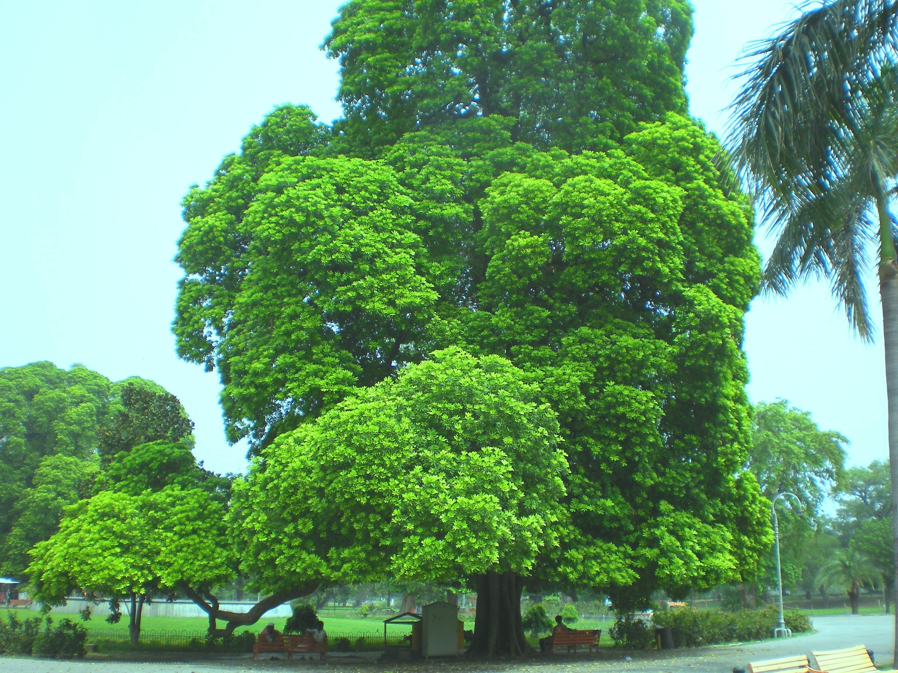 Large tree in a park