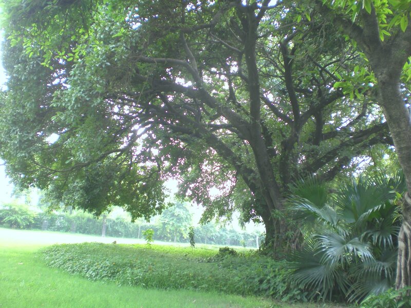 Large tree in a park