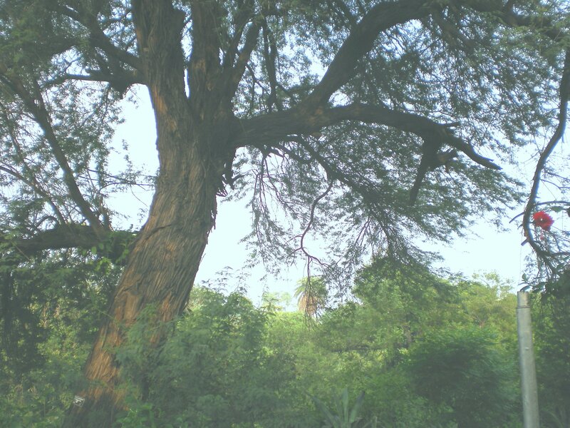 large tree in a park