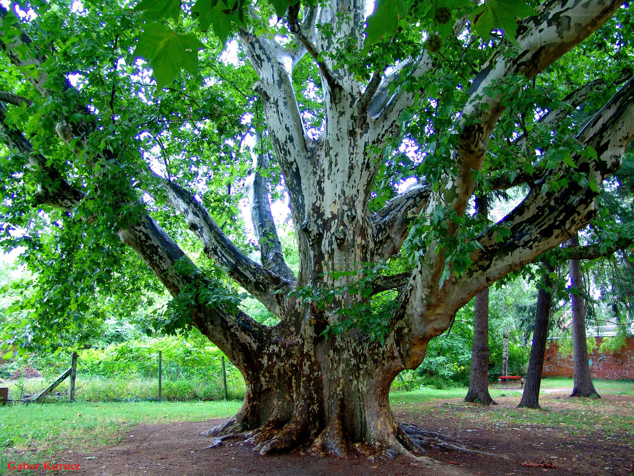 Large tree in a park