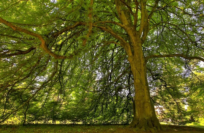 Large tree in a sunlit forest