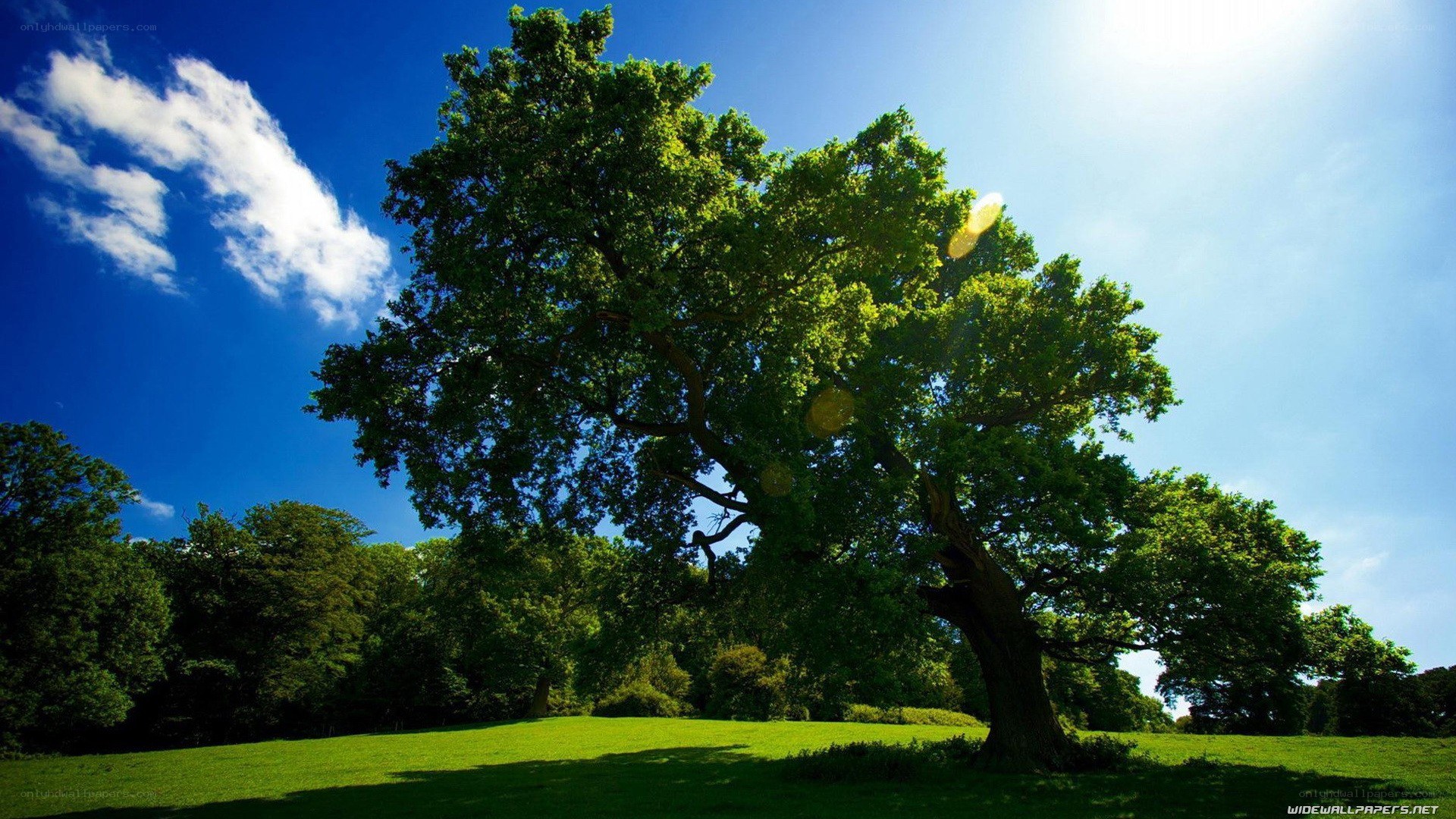 Large tree in a sunny field