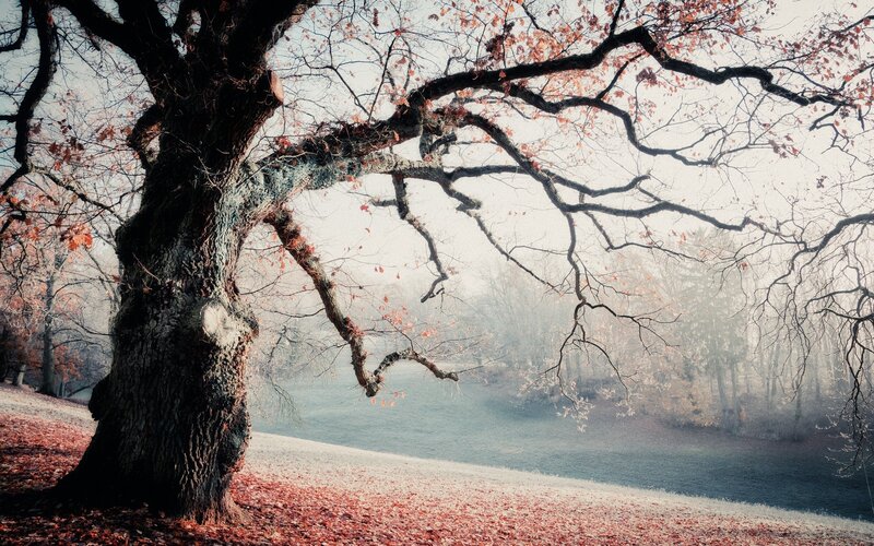 Large Tree in Autumn — Brown