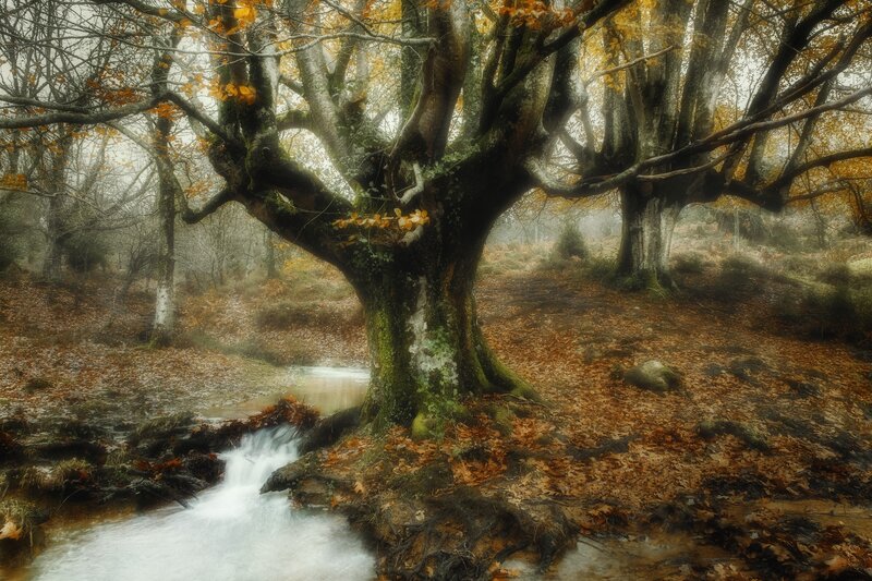 Large Tree in Autumn Forest — Brown