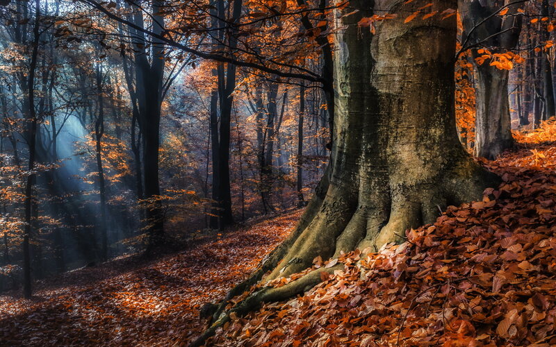 Large Tree in Autumn Forest — Orange