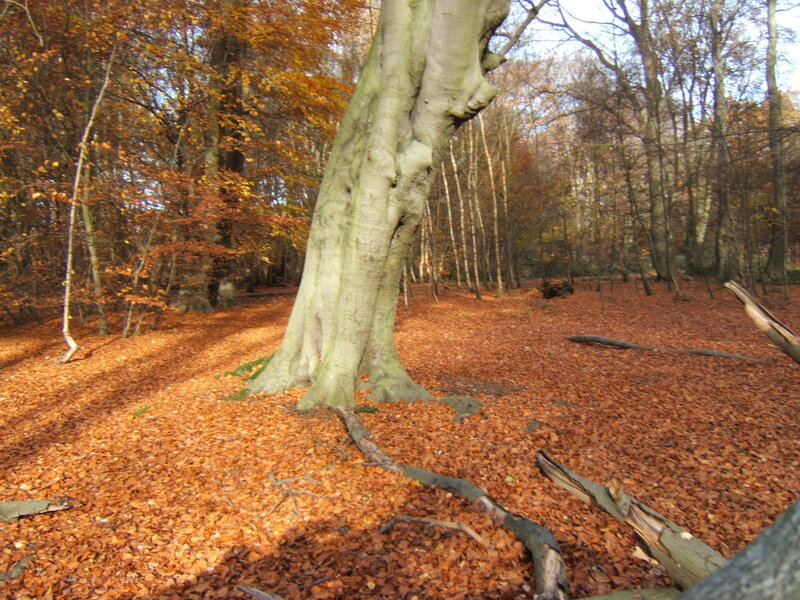 Large Tree in Autumn Forest
