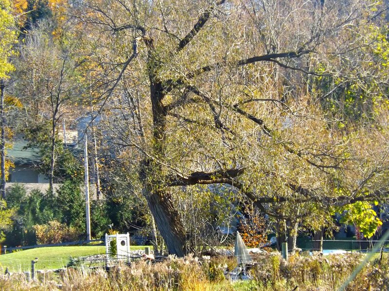 Large Tree in Autumn — Green