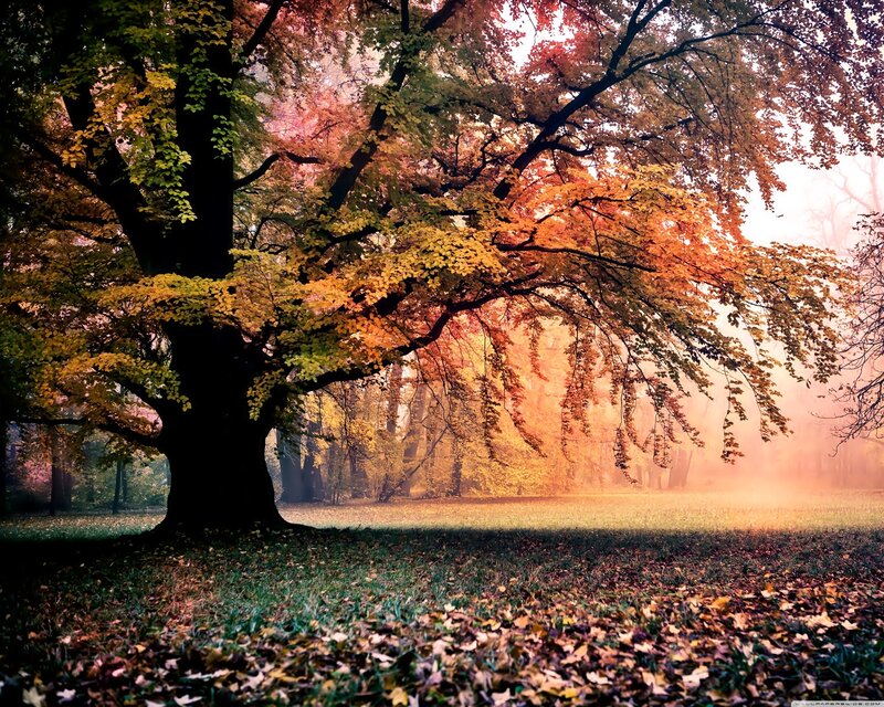 Large Tree in Autumn — Orange, Serene, Photograph