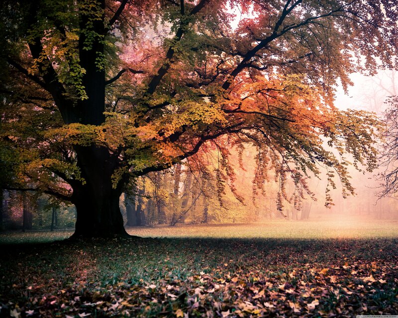 Large Tree in Autumn — Orange, Serene