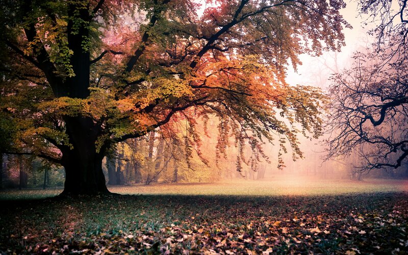 Large Tree in Autumn — Orange