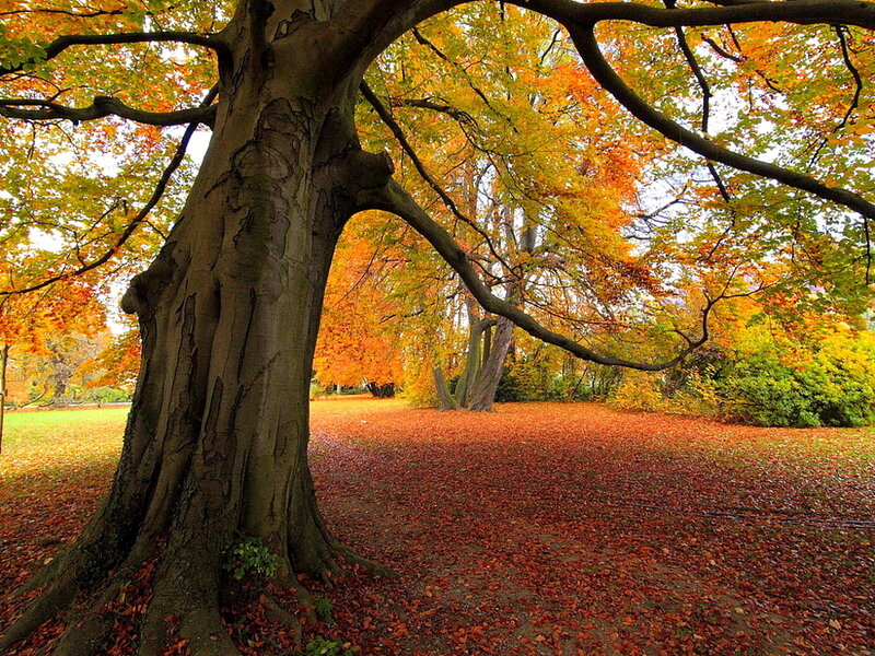 Large Tree in Autumn