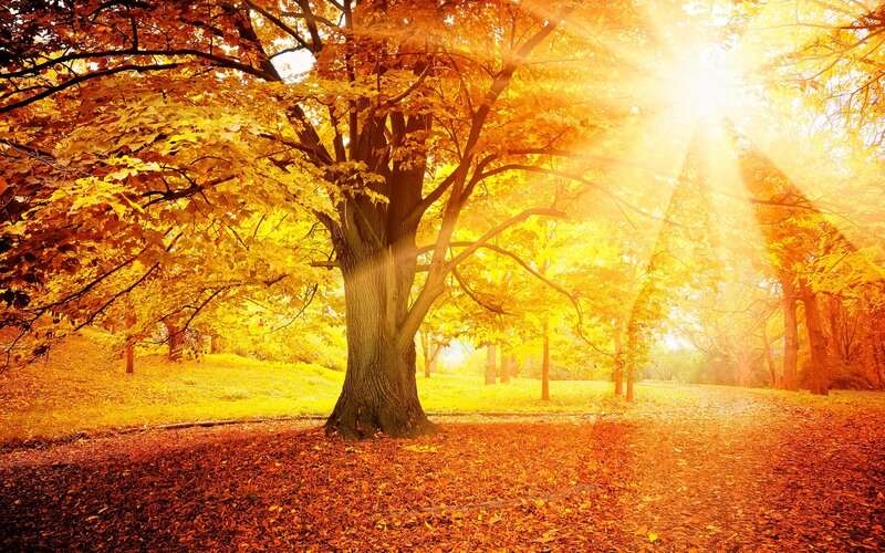 Large Tree in Autumn — Yellow, Serene, Photograph