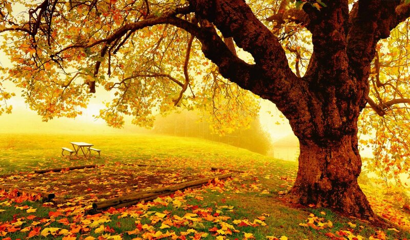 Large Tree in Autumn — Yellow, Serene