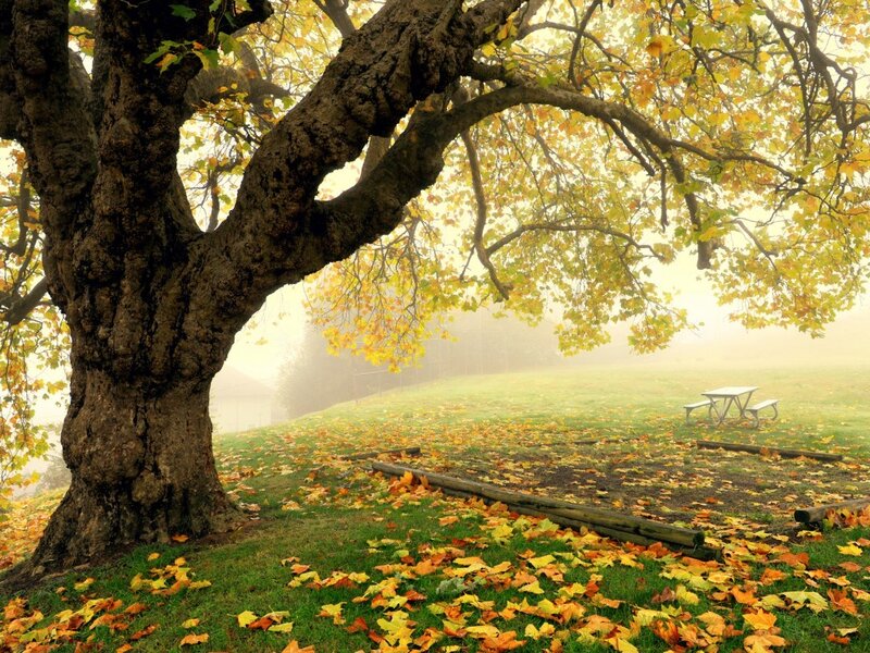 Large Tree in Autumn — Yellow