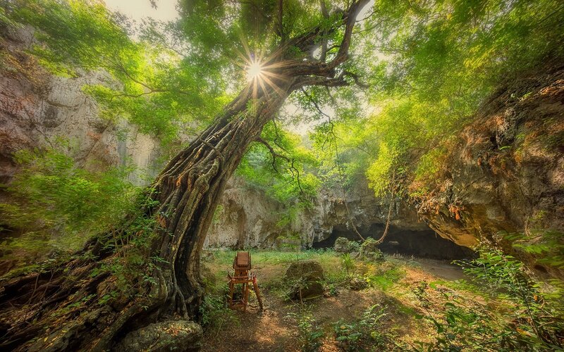 Large Tree in Cave