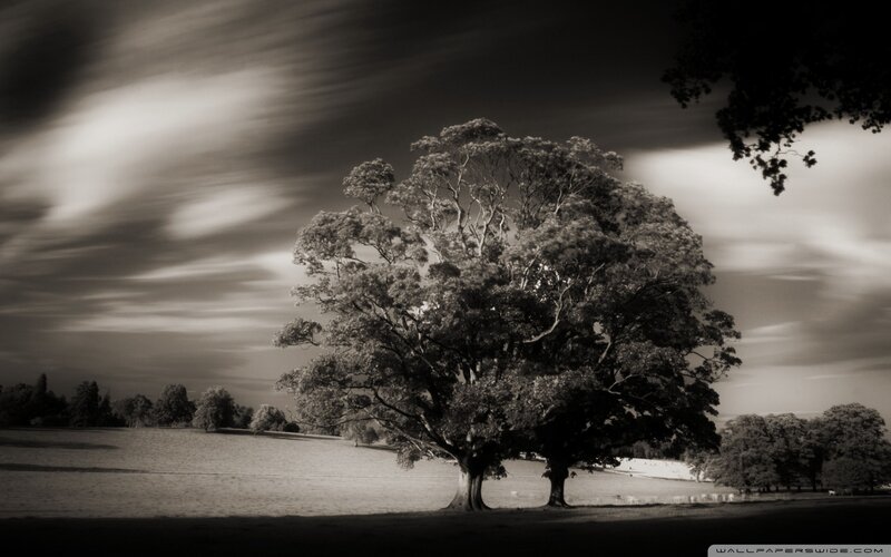 Large Tree in Field — Black, Dramatic
