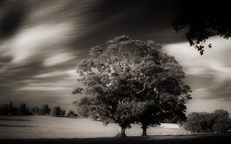 Large Tree in Field — Black
