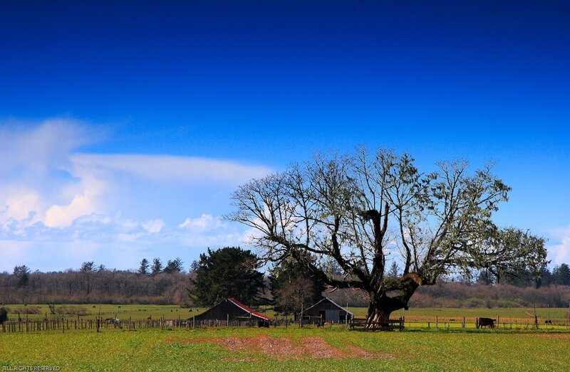 Large Tree in Field — Blue, Serene, Afternoon, Photograph