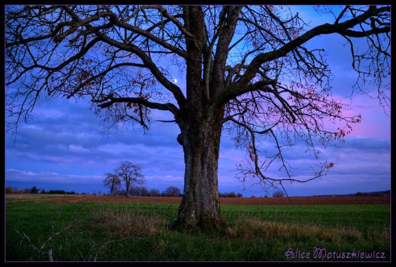 Large Tree in Field — Blue