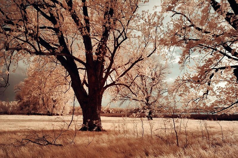 Large Tree in Field — Brown