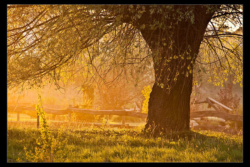 Large Tree in Field — Gold