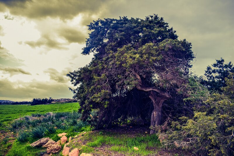 Large Tree in Field — Green, Dramatic, Afternoon, Photograph