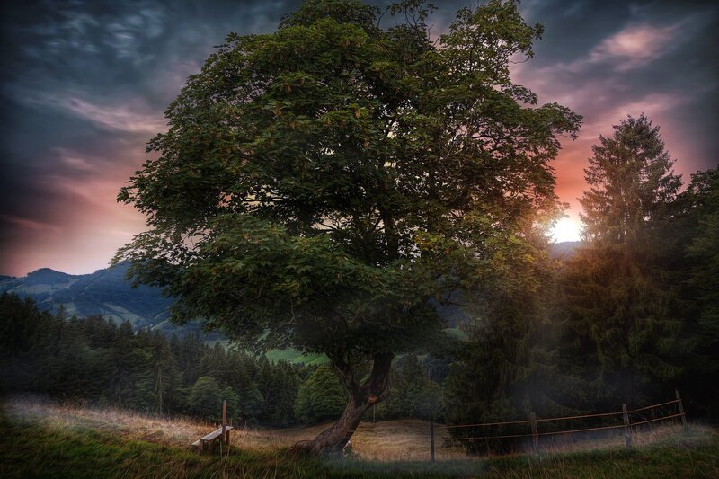 Large Tree in Field — Green, Dramatic, Sunset, Photograph
