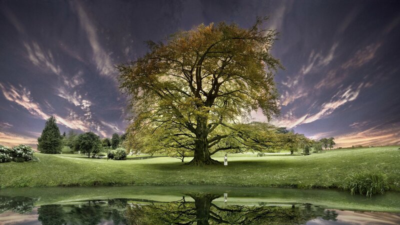 Large Tree in Field — Green, Dramatic, Sunset
