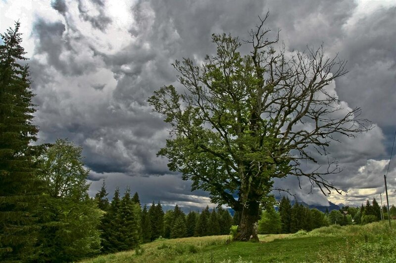 Large Tree in Field — Green, Dramatic