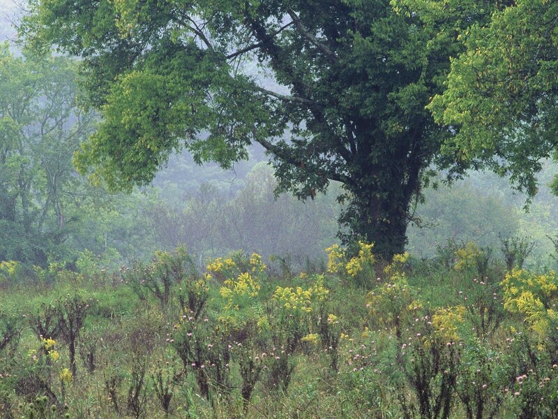 Large Tree in Field — Green, Misty