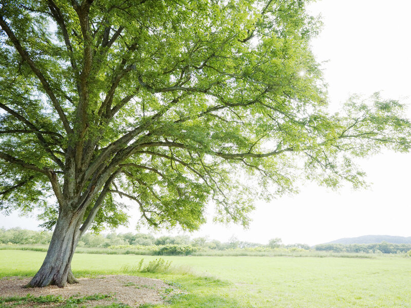 Large Tree in Field — Green, Serene, Afternoon, Photograph, Sky, Hills