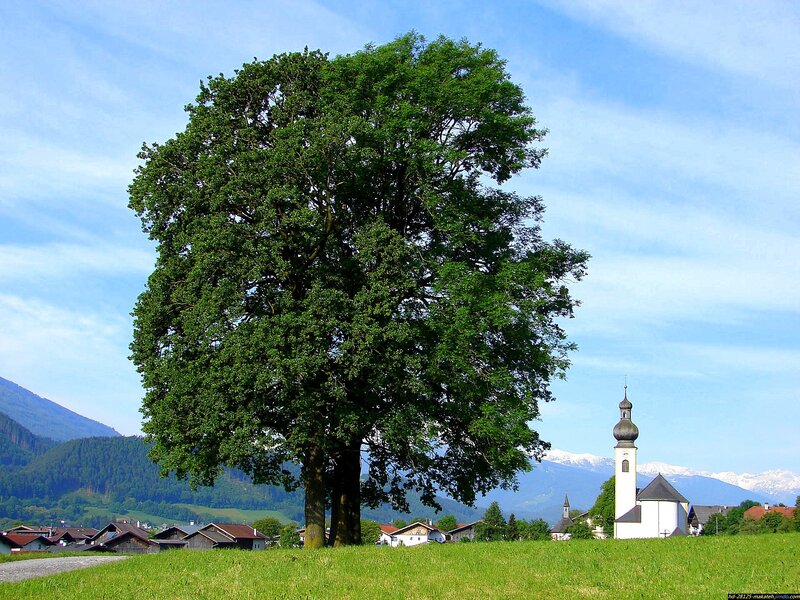 Large Tree in Field — Green, Serene, Afternoon, Photograph