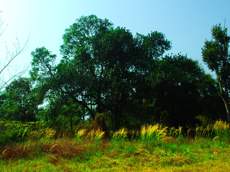 Large Tree in Field — Green, Serene, Afternoon